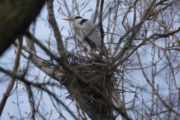 Lo spettacolo della "GARZAIA"