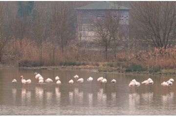 Pennellate rosa nel paesaggio dell'Oasi La Rizza